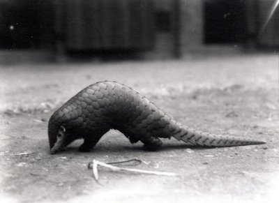 Pangolin chinois, juillet 1925 - Frederick William Bond